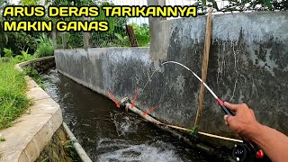 Mancing di Selokan Arus Deras Tarikannya Makin Ganas LM48 [upl. by Eioj]