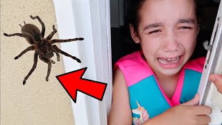 We found Huge TARANTULA in Our New House SCARY  Jancy Family [upl. by Savihc303]