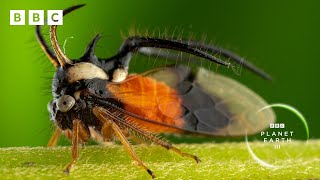 Bugs team up with BEES to protect their young 🐝  Planet Earth III  BBC [upl. by Ylrac]