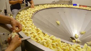 See How This Machine Removes Chicken From Eggs In Seconds Efficient Manufacturing Process 2021 [upl. by Engedus]