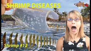 SHRIMP DISEASES OVERVIEW 12  FISH [upl. by Kiersten]