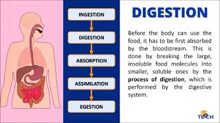 Science 8  Life Processes Ingestion Digestion Absorption Assimilation and Egestion [upl. by Tonry]