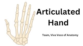 Articulated Hand  Side determination  Parts and Attachments  Applied anatomy [upl. by Crane166]