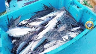 Increíbles capturas Conoce cómo se Pescan los Peces Voladores en Mar abierto [upl. by Corby]