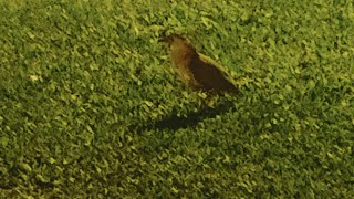 Brown Bird In Park Green Grass [upl. by Januarius]