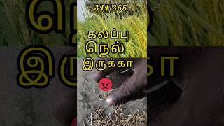 344365 😡 கலப்பு நெல் இருக்கா shorts agri agriculturefarming senganthal senganthalorganics [upl. by Eihcra]