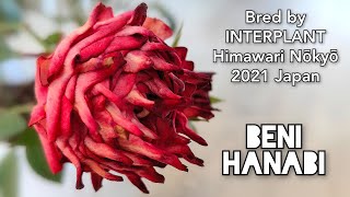 BENI HANABI ROSE plant by Himawari Nōkyō Japan  Interplant 2021 バラ 紅花火 BENIHANABI [upl. by Haimaj]