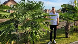 Zakończenie sezonu Pomiary palm Trachycarpus Fortunei Wagnerianus Butia Capitata Brahea Armata [upl. by Ianahs]