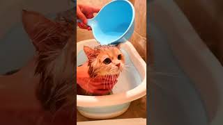 cat bathing in water🐱 [upl. by Coyle]