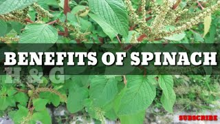 Amaranthus spinosus benefits [upl. by Brenn545]