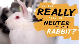 The URGENT Need To Spay Or Neuter Your Rabbit [upl. by Camellia]