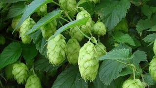 ⟹ NUGGET HOPS  Humulus lupulus  This is the last year im growing it heres why [upl. by Jillian]