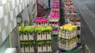 Aalsmeer Flower Auction Part IV [upl. by Yesak]