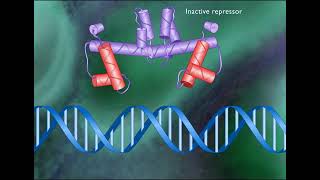 TRYPTOPHAN OPERON [upl. by Callum]