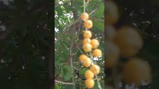 natural plant tamil song music [upl. by Eseer]