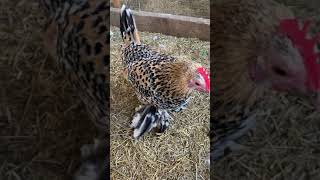 Beautiful pet chickens  Sable Poot Hen and Malaysian Serama shorts [upl. by Niryt]