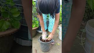 Growing plants is so satisfying plant ytshorts rooftopgardens gardening [upl. by Llennahc]