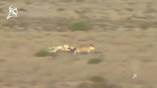 CHASEgreyhound vs saluki to springbok Greyhound race speedhound hunting with dogs [upl. by Namhar]