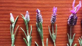 Spanish Lavender Lavandula stoechas Lamiaceae [upl. by Acila]