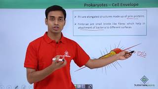 Class 11th  Prokaryotes  Cell Envelope and Modifications  CellThe unit of Life  Tutorials Point [upl. by Hew488]