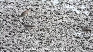 Whimbrel  Chiu S C DSCN1308 [upl. by Ilarrold]