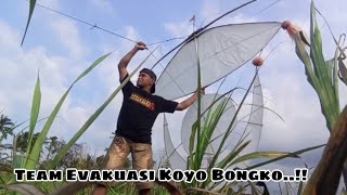 Team Evakuasi Koyo Bongko‼️ [upl. by Anitnas]