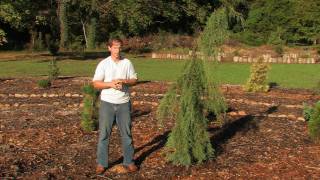 Cupressus Glabra Raywoods Weeping HD [upl. by Haeluj747]