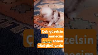 Çok güzelsin tötüşünü yediğim 😹 cat yotubeshorts bebekkedi keşfetbeniöneçıkart [upl. by Rosalyn]