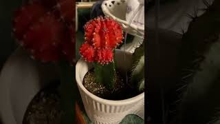 😱🤗Cactus Gymnocalycium mihanovichii rojo y amarillo recién llegados a casa [upl. by Eshelman]