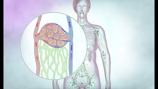 The lymphatic drainage system  Cancer Research UK [upl. by Allianora662]