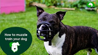 How to muzzle train your dog  Pet advice for dogs  Woodgreen Pets Charity [upl. by Oliy]