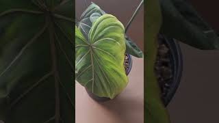 Huge Transformation Philodendron Gloriosum plants plantsmakepeoplehappy plantparent philodendron [upl. by Tacita]