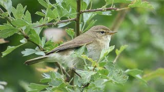 Chiffchaff Song and Contact Call [upl. by Hsemar]