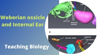 Weberian Ossicle and Inner Ear In FishesTeaching BiologyDr Ishfaq [upl. by Leinaj]