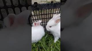 cute bunny babies are eatingviral shorts [upl. by Safko]