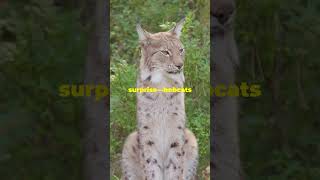 Bobcats Unveiled Cute Fierce and Surprisingly Playful [upl. by Yeltneb]