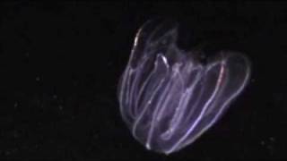 Lobate Ctenophore in Bocas del Toro [upl. by Aiksa703]