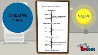 PENTOSE PHOSPHATE PATHWAY [upl. by Vasilis]