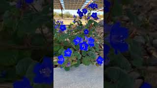 Desert Plant Bluebell Phacelia campanularia [upl. by Schlicher]