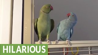 Parakeet brothers engage in full length conversation [upl. by Anivlem]