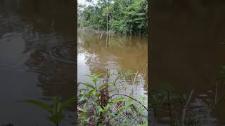 Lumayan gays ikan nilen mancing mujairnila petualanganmancing explore [upl. by Winser86]