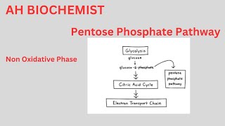 Pentose Phosphate PathwayHexose Monophosphate ShuntClass 11biology HMP ShuntOxidative Phase [upl. by Mick641]