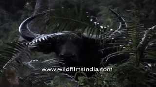 Wild water buffalo Bubalus arnee  a massive powerful animal [upl. by Sualkin822]