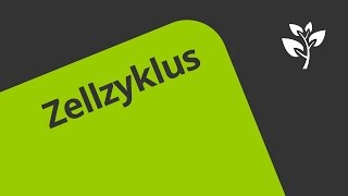 Zellzyklus Übung  Biologie  Genetik [upl. by Alderson]