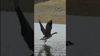 Canada Goose takes flight nature waterfowl [upl. by Sileas247]