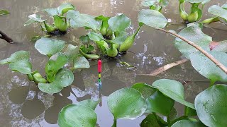 borsi diya mach dhora ✅ Fishing video ✅ best Fishing video [upl. by Oisangi]