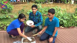 Phytoremediation Planting Mustard Seeds [upl. by Cheri]