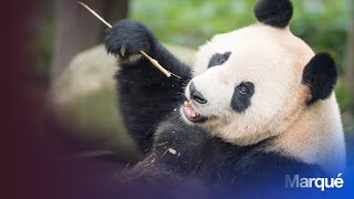 A la découverte du Zoo Parc de Beauval  Reportage animaux [upl. by Yaned]