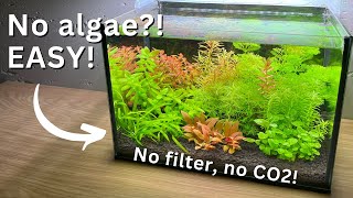 No Algae no filter Nano Tank for beginners Stepbystep tutorial [upl. by Ydorb]