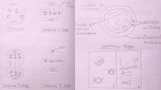 How to Draw Stages of Meiosis  Leptotene Diplotene Diakinesis Metaphase 1 amp 2 Anaphase [upl. by Kahn]